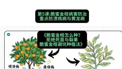 第5节：脆蜜金柑病害防治：重点防溃疡病与黄龙病，课程：《脆蜜金柑怎么种？拒绝死苗与裂果，脆蜜金柑8步避坑种植法》#识农AI