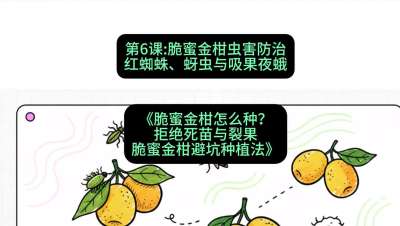 第6节：脆蜜金柑虫害防治：红蜘蛛、蚜虫与吸果夜蛾，课程：《脆蜜金柑怎么种？拒绝死苗与裂果，脆蜜金柑8步避坑种植法》#识农AI