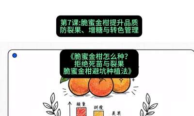 第7节：脆蜜金柑提升品质：防裂果、增糖与转色管理，课程：《脆蜜金柑怎么种？拒绝死苗与裂果，脆蜜金柑8步避坑种植法》#识农AI