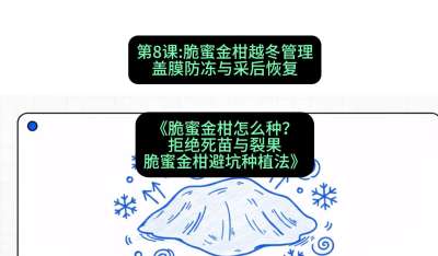 第8节：脆蜜金柑越冬管理：盖膜防冻与采后恢复，课程：《脆蜜金柑怎么种？拒绝死苗与裂果，脆蜜金柑8步避坑种植法》#识农AI