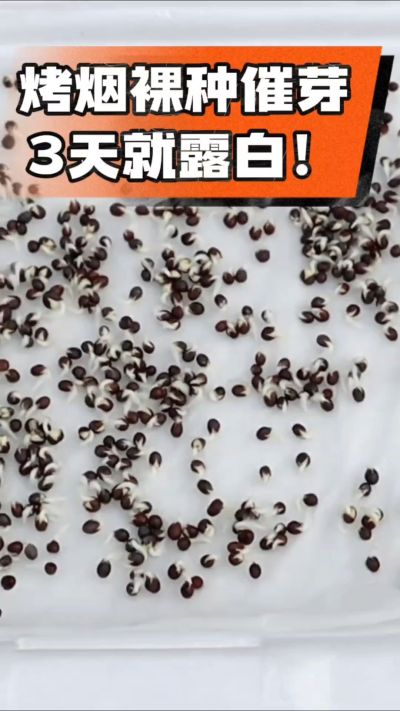 烤烟裸种催芽小技巧，清水浸泡、保温保湿，3天就能露白，出苗快又齐！烟农朋友收藏备用～