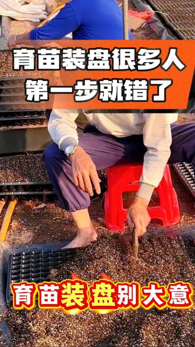 烤烟育苗基质装盘，一步做对，出苗整齐又壮苗！装盘技巧记牢，少走弯路，育苗更省心