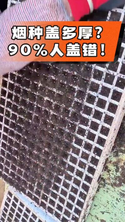 烟种盖多厚？90%烟农都盖错！薄盖才出苗齐、不闷种，烤烟育苗关键一步，照着做就对了