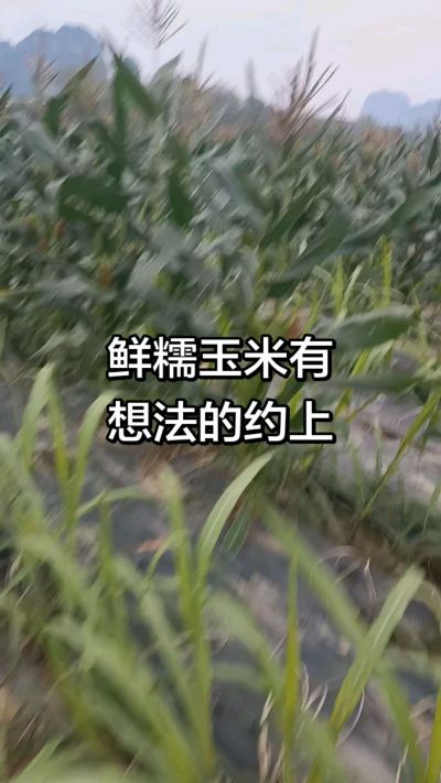 农户种植的白糯玉米大量上市，助农帮农在行动
