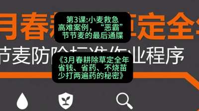 第3节：小麦救急高难案例，&ldquo;恶霸&rdquo;节节麦的最后通牒，课程：《3月春耕除草定全年：省钱、省药、不烧苗、少打两遍药的秘密》