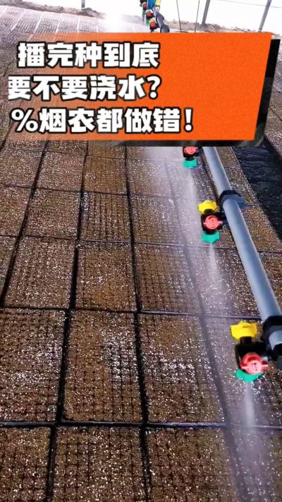 烤烟播完种一定要浇透底水，喷雾慢浇、别大水冲，盘底漏水才算到位，出苗又齐又壮！#烤烟育苗 #烤烟种植 #烟农干货 #育苗技术