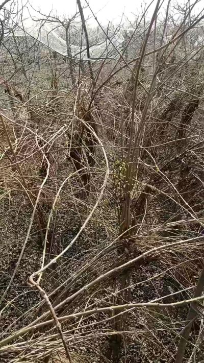 出售药用连翘苗，科研五号优质种苗，2/5年苗，药用连翘树，挂果树，全国包邮到家！财富密码18534302961