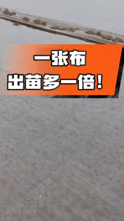 烤烟育苗盖无纺布，保温保湿出苗齐，不烂种、出苗快，烟农必备小技巧！