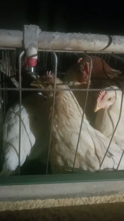 这鸡群在怪叫，怪叫的原因是痰化黏着，形成的比呼噜更重的一种呼吸道。其病因为肺中有热，热灼而痰黏，从而引起的怪叫。