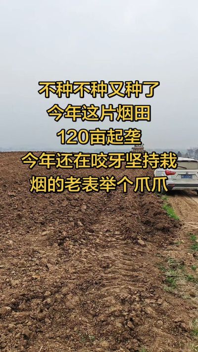 不种不种又种啦，还在咬牙坚持栽烟的老表集合啦！