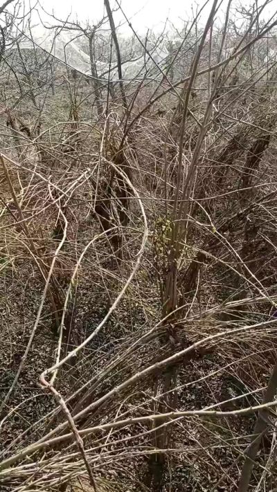 药用连翘苗，科研种苗定制树。挂果树。需要联系18534302961