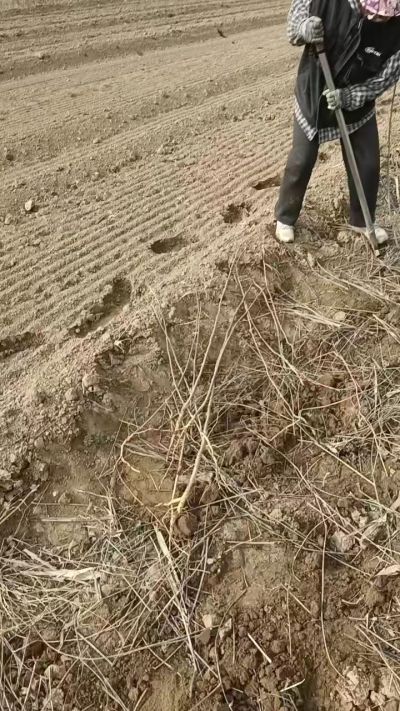 臭椿苗，一年籽播苗，地径0.5/1公分以上。需要联系18534302961