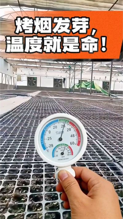 老烟农都懂：发芽温度不对，后期再管都白费！