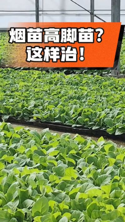 烤烟齐苗期管理关键：精准控温，防高脚苗，培育壮苗好上手！