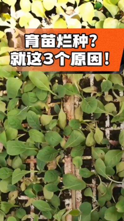 烤烟育苗烂种？3个原因讲清楚！消毒、控水、控温，做到就苗齐苗壮🔥
#烤烟育苗 #烤烟种植 #烂种防治 #烟农