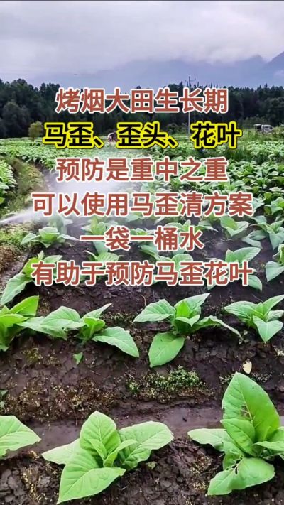 烤烟大田生长期，马歪歪头花叶预防是重中之重，可以使用马歪清方案，一袋一桶水，有助于预防马歪花叶。
烤烟管理早做一步，后期少操心！#烤烟种植#烤烟管理#烤烟大田管理#烤烟病害防治