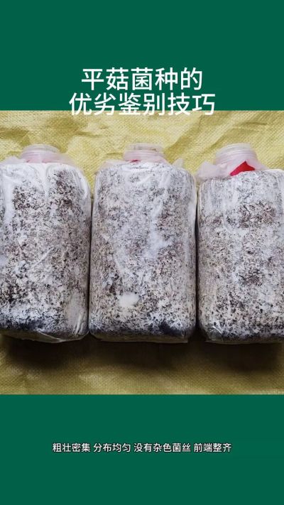平菇菌种的优劣鉴别技巧
