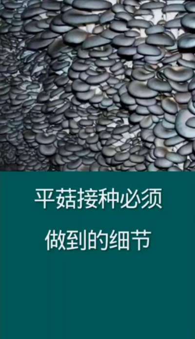 平菇接种必须做到的细节