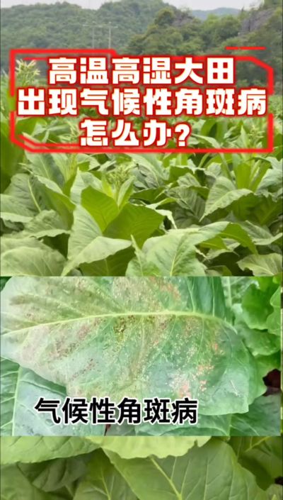 高温高湿大田斑点问题怎么办？你知道吗？