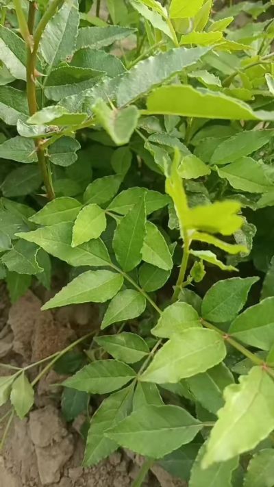 出售大红袍花椒苗，狮子头花椒苗，黄盖花椒苗。需要联系18534302961